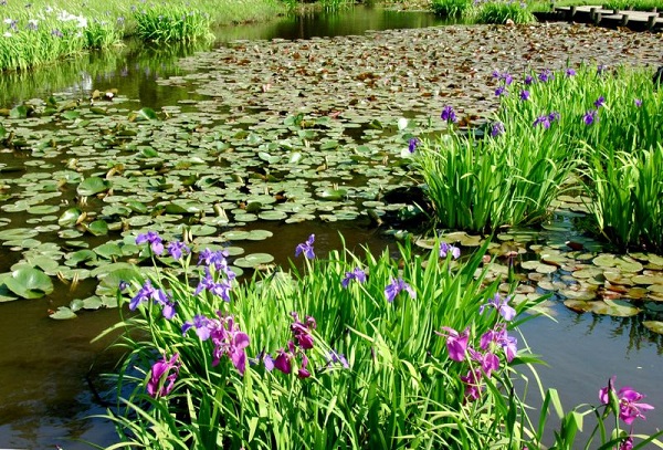 Hoa diên vĩ mang biểu tượng hoàng gia