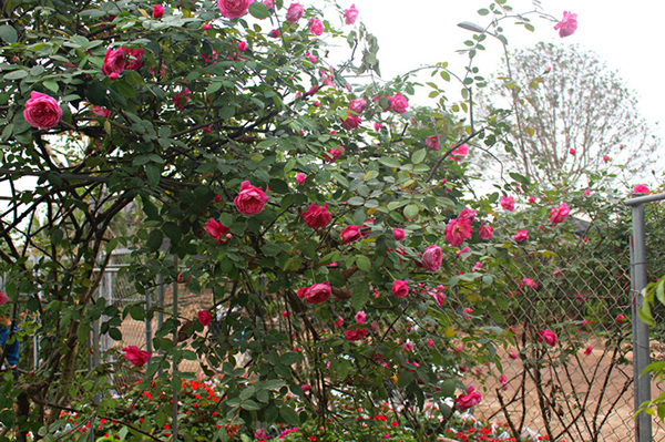 Những giống hoa hồng cổ bản địa của việt nam