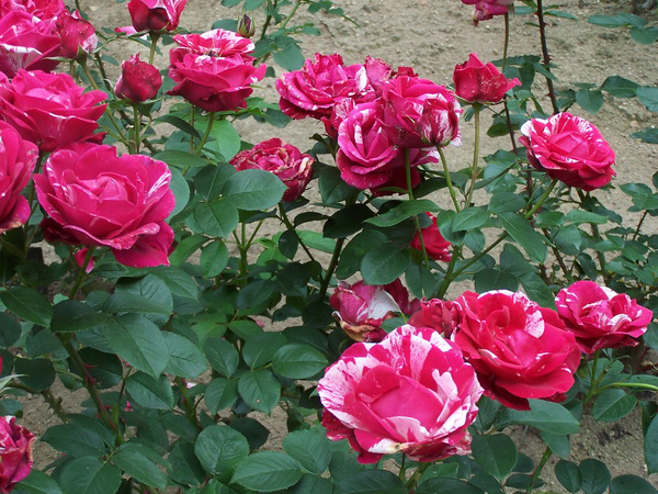 Top 10 loại hoa mùa hè rực rỡ sai hoa