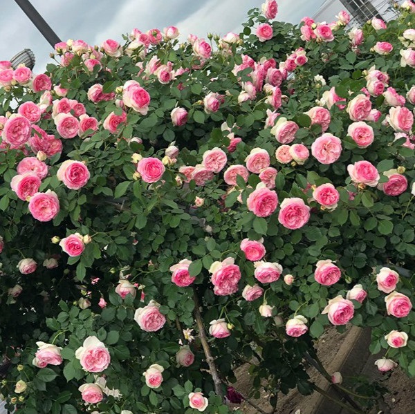 Cách trồng và chăm sóc hoa hồng leo Pháp