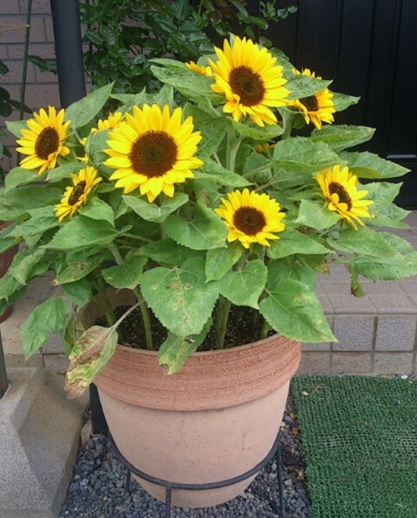 Ý nghĩa hoa hướng dương mà bạn chưa biết