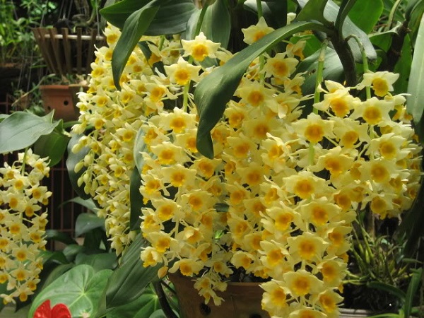 Cách chăm sóc hoa lan hoàng nhạn hiệu quả