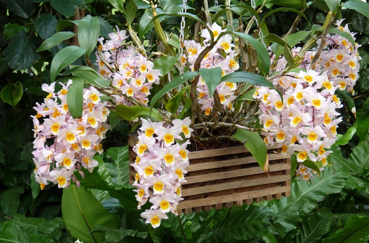 Cách trồng và chăm sóc hoa lan kiều vuông