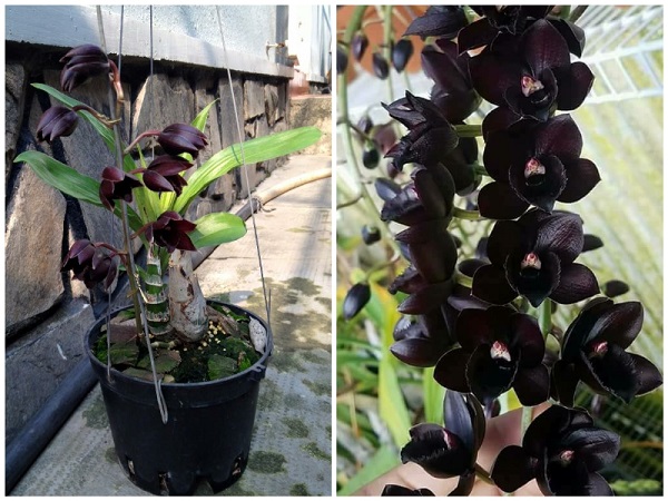 Cây Hoa lan Thiên Nga và những đặc điểm nổi bật