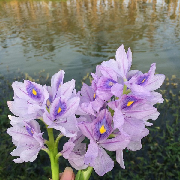 Hoa lục bình – Loài hoa có màu tím mộng mơ tuyệt đẹp