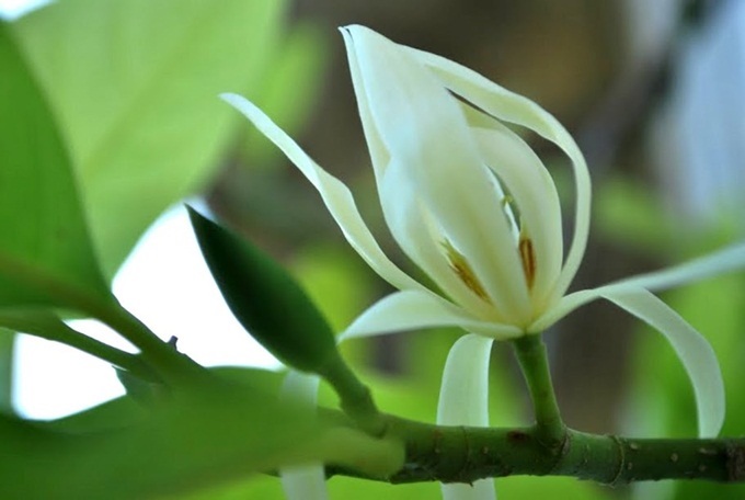 Hoa ngọc lan Như Một Nàng hoa thiếu nữ tinh khiết