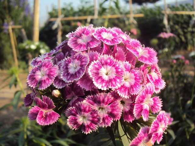 Tìm hiểu về hoa Phăng và cách chăm sóc