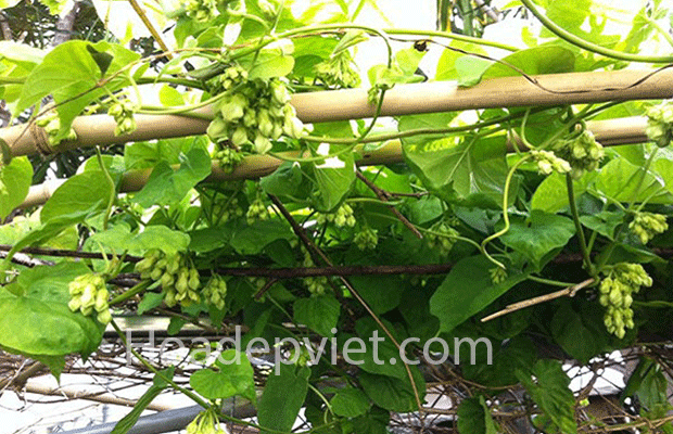 Những tác dụng của hoa thiên lý