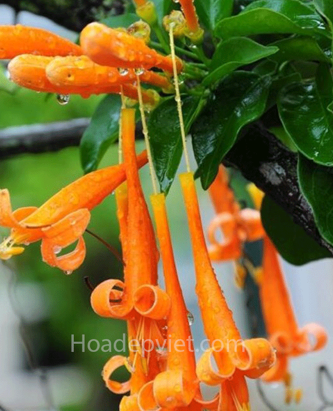 Hoa thiên lý đỏ và những đặc điểm tuyệt vời