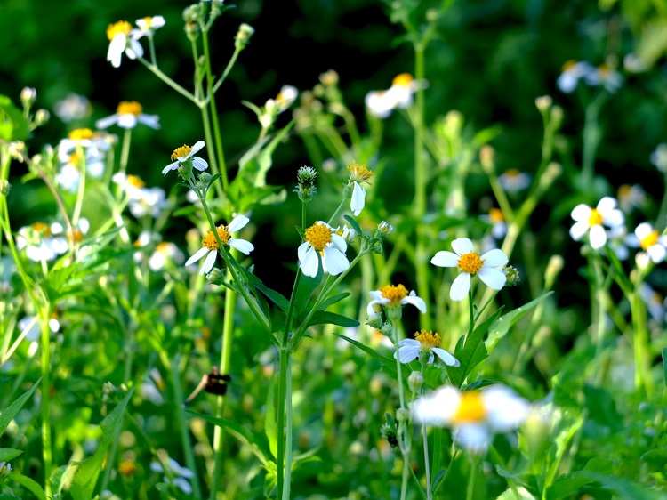 Ý nghĩa hoa xuyến chi và tác dụng chữa bệnh hiệu quả