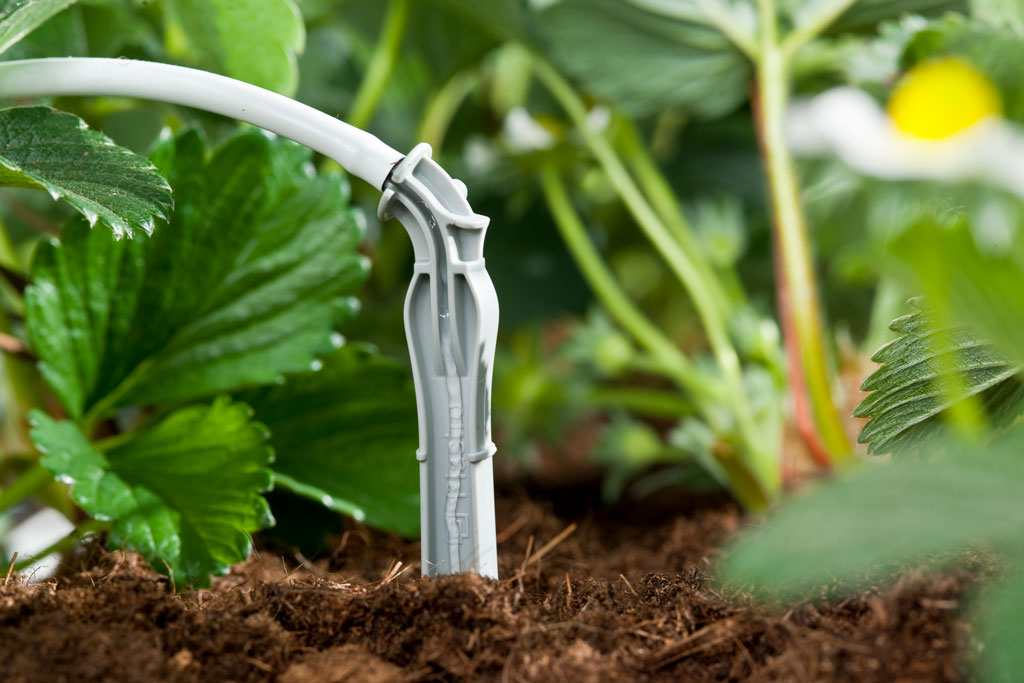 Que cắm nhỏ giọt dripeg