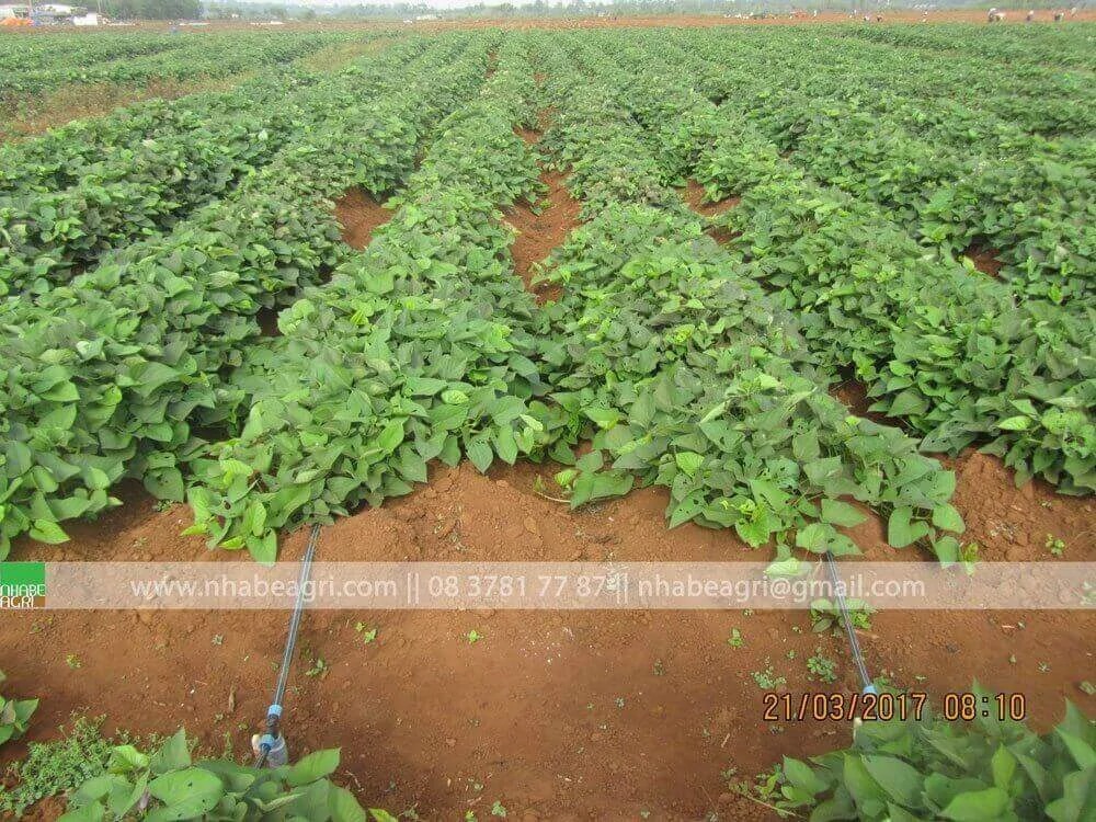 Chọn ống tưới nhỏ giọt cho cây khoai lang