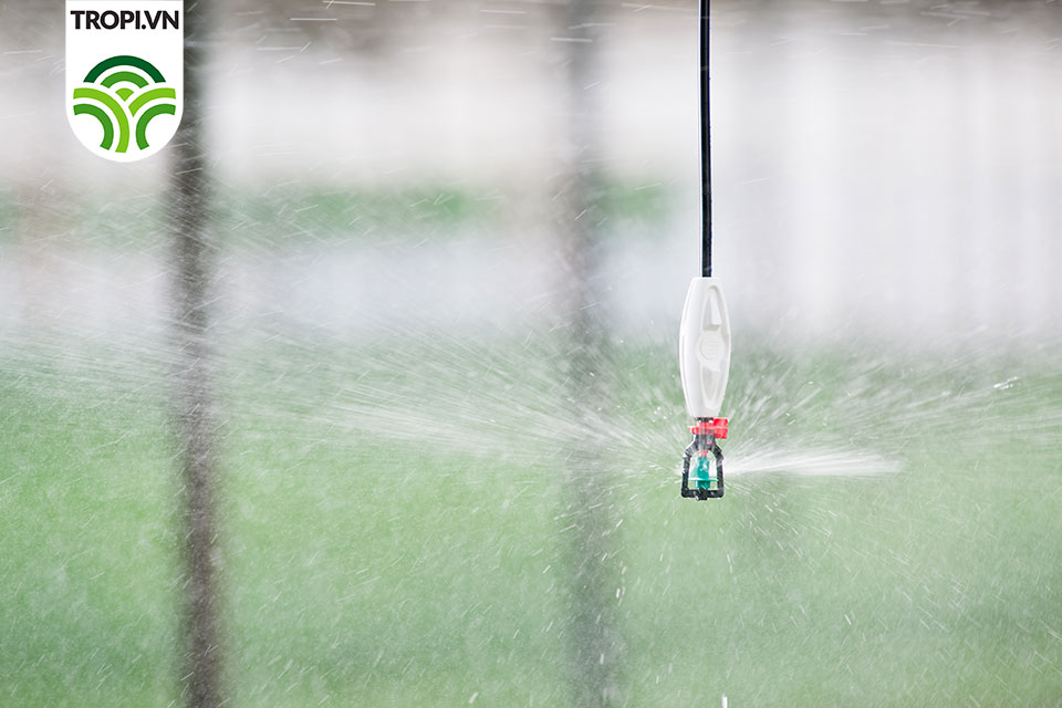 Tưới phun mưa trong nhà kính rondo treo ngược