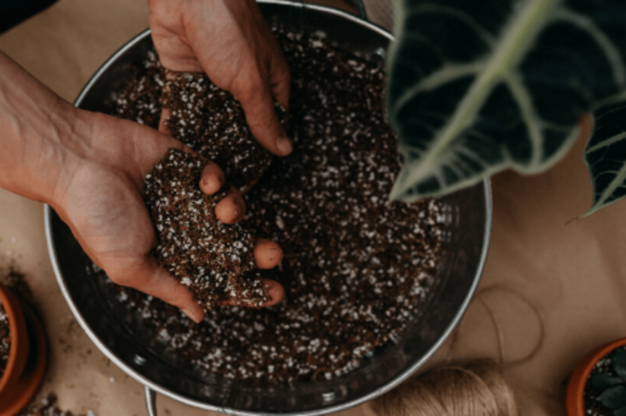 Đá Perlite trồng cây kiểng xanh tốt, khỏe mạnh