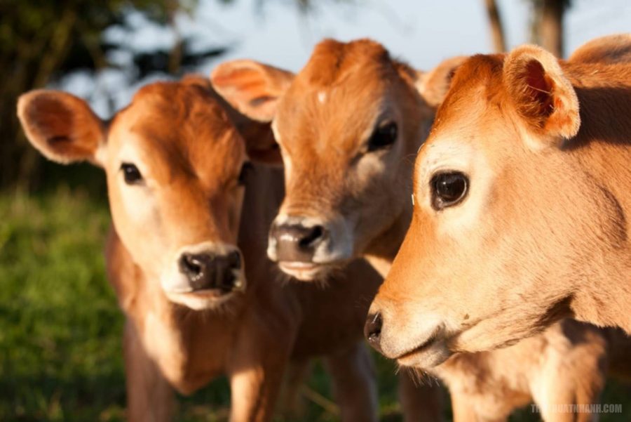 Bí kíp ủ phân bò vi sinh bằng chế phẩm sinh học không phải ai cũng biết