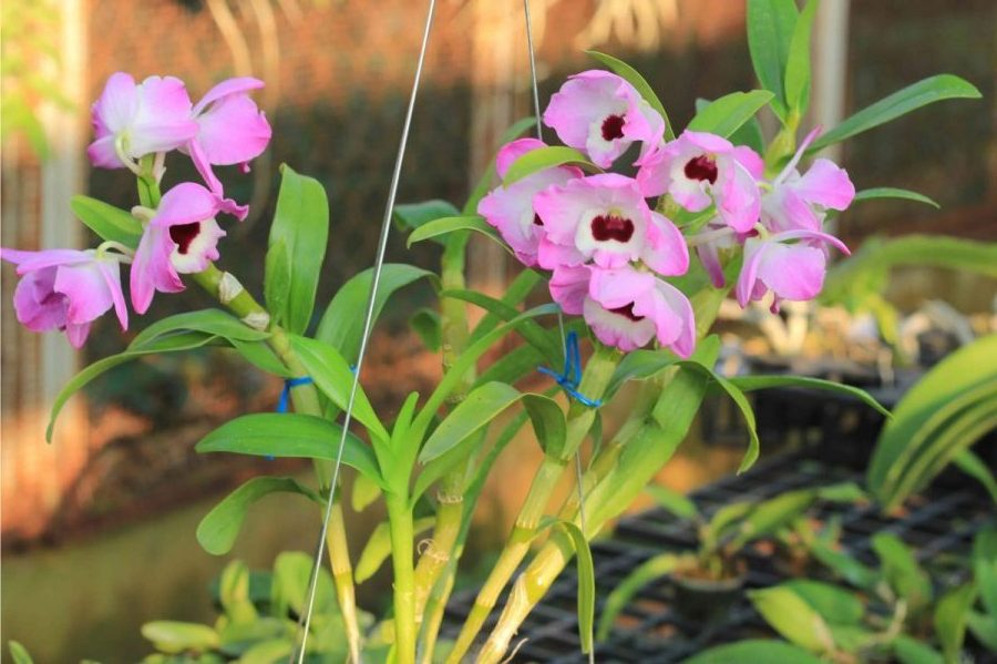 Bật mí ưu điểm của vỏ thông trồng lan