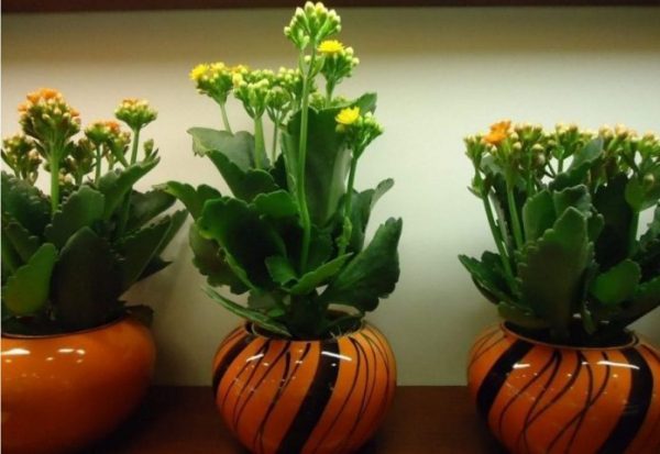 Chia sẻ cách trộn đất trồng cây sống đời cực đơn giản