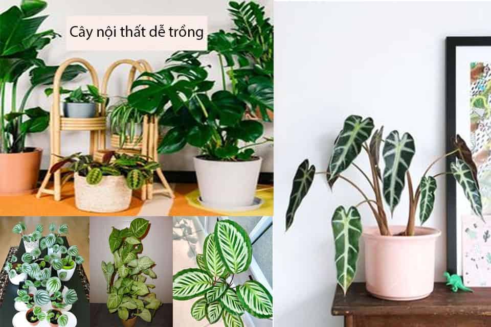 Chọn đất trồng cây nội thất tốt nhất cho nhà vườn 1