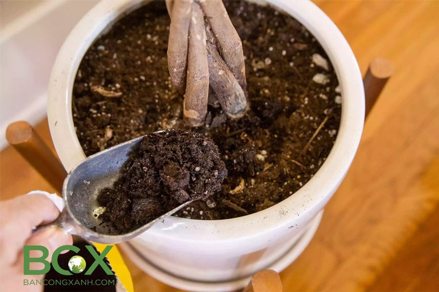 Chọn đất trồng cây nội thất tốt nhất cho nhà vườn