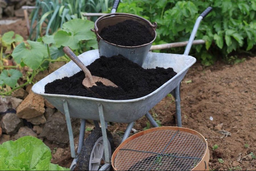 Cách chọn mua phân bò ủ hoai chất lượng cho nhà nông