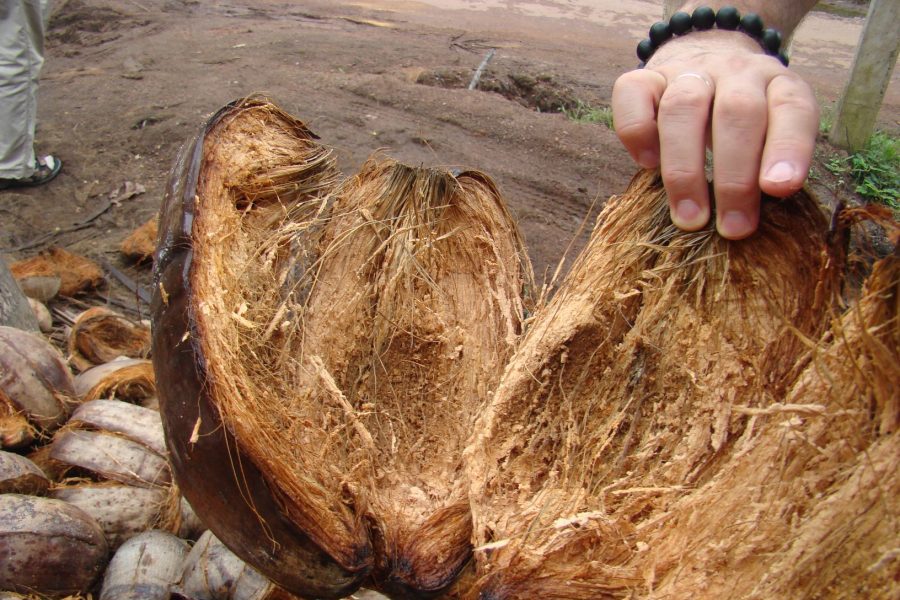 Cách cải tạo đất bằng xơ dừa cực đơn giản cho nhà vườn