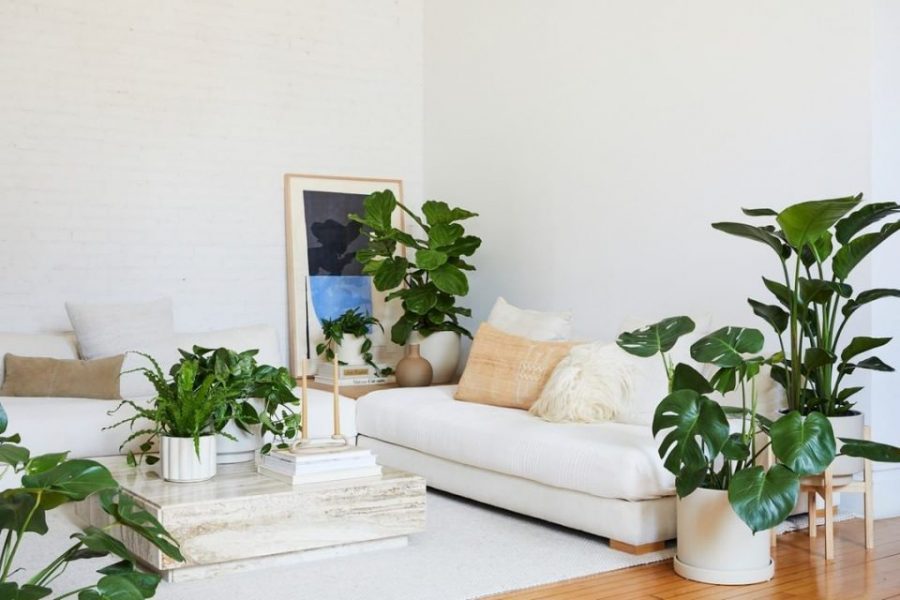 Cách cải tạo đất trồng cây nội thất hiệu quả cho nhà vườn