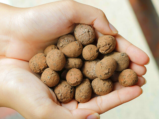 Cách dùng viên đất nung trồng sen đá xinh yêu đơn giản 3