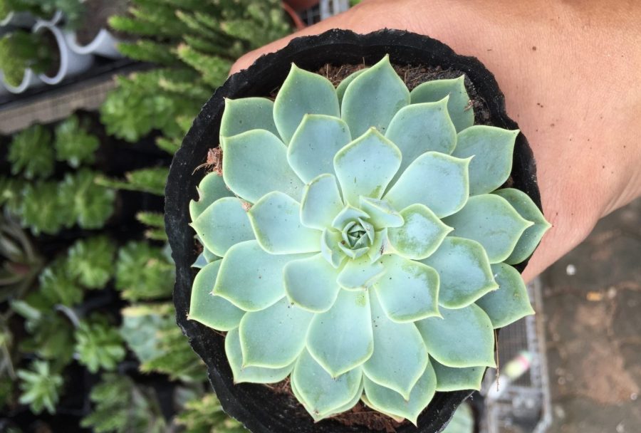 cách dùng viên đất nung trồng sen đá xinh yêu đơn giản