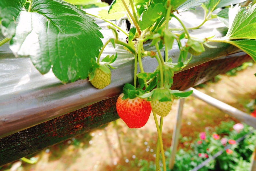 cách dùng đá perlite trong thủy canh đơn giản hiệu quả 2