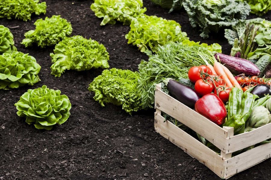 Cách sử dụng phân bò trồng rau sạch tại nhà