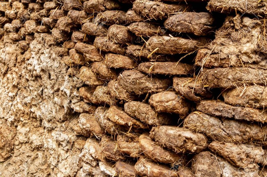 Cách sử dụng phân bò ủ hoai cho nhà nông