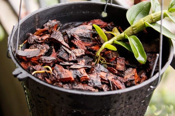 Cách xử lý vỏ thông trồng lan đơn giản, hiệu quả cao 1