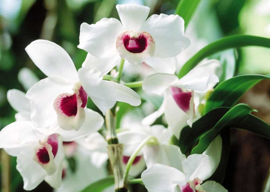 Cách xử lý vỏ thông trồng lan đơn giản, hiệu quả cao