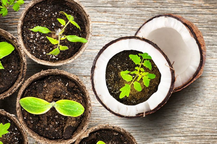 Cách xử lý xơ dừa trồng cây hiệu quả và đạt năng suất cao