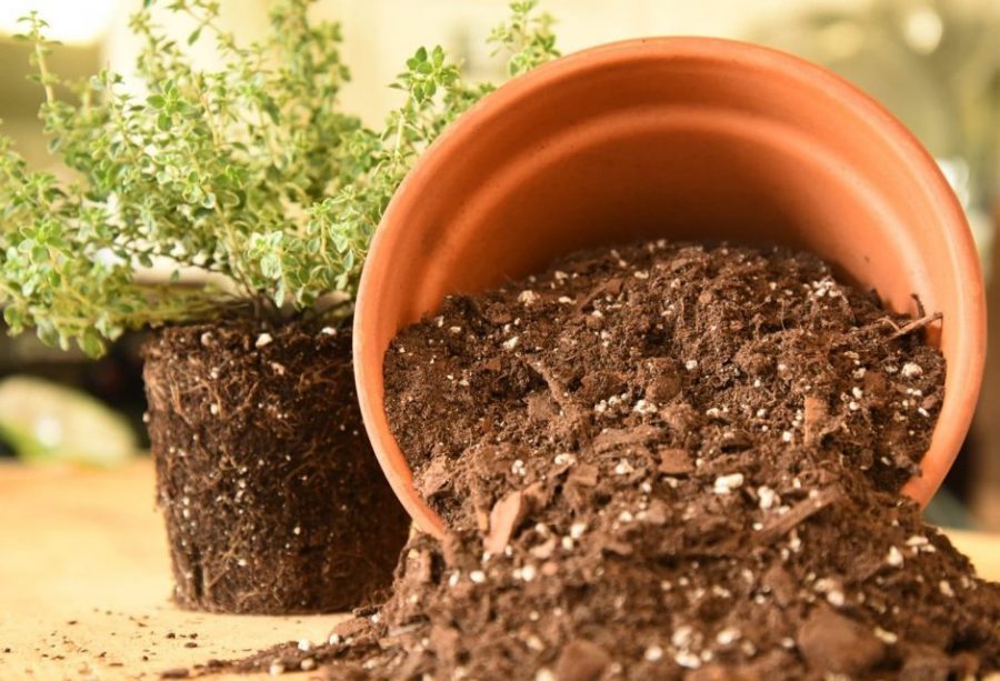 Công dụng của đá Pumice trong đất trồng cây