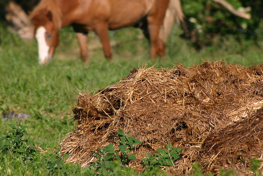 Công dụng và cách sử dụng phân bò cho hoa lan hiệu quả
