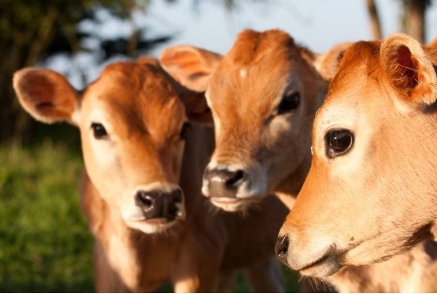 Cải tạo đất bạc màu bằng phân bò 1