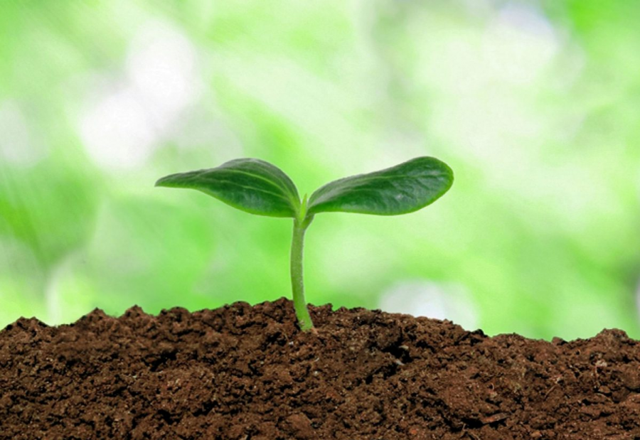 Cải tạo đất bạc màu bằng phân bò