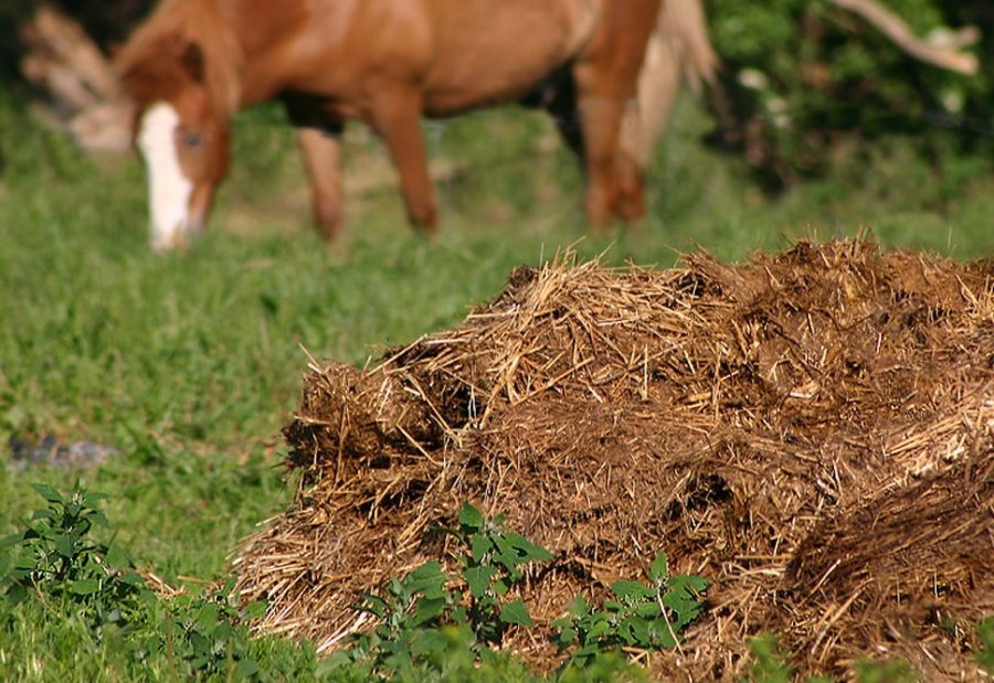 cải tạo đất bạc màu bằng phân chuồng