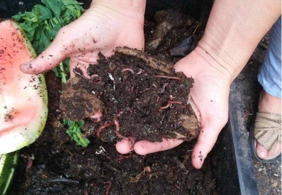 Cải tạo đất bạc màu bằng phân trùn quế 2