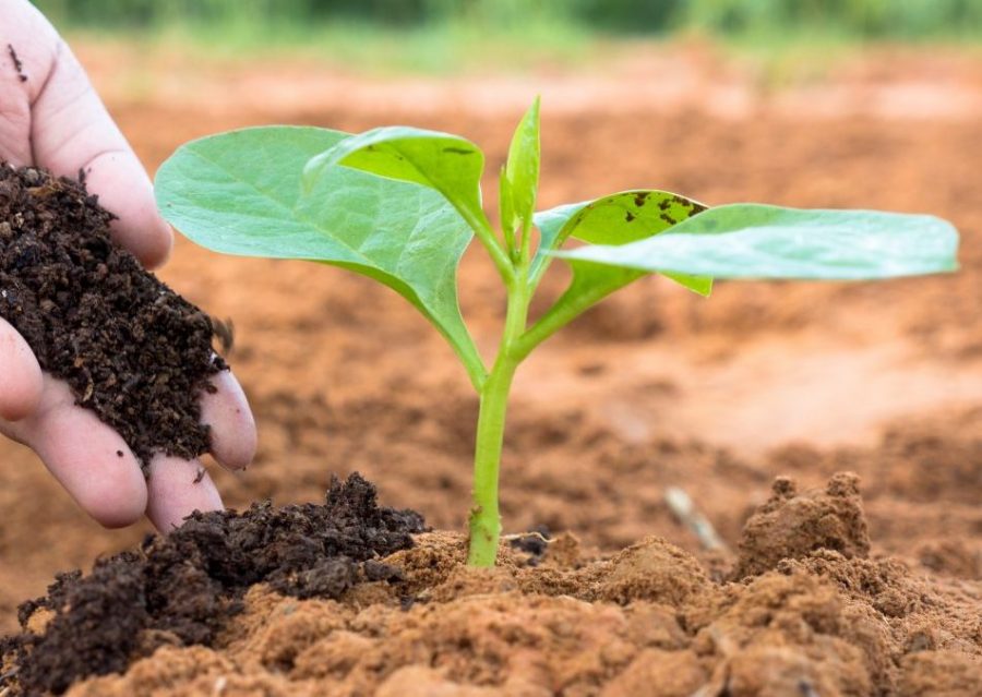 Cải tạo đất bạc màu bằng phân trùn quế