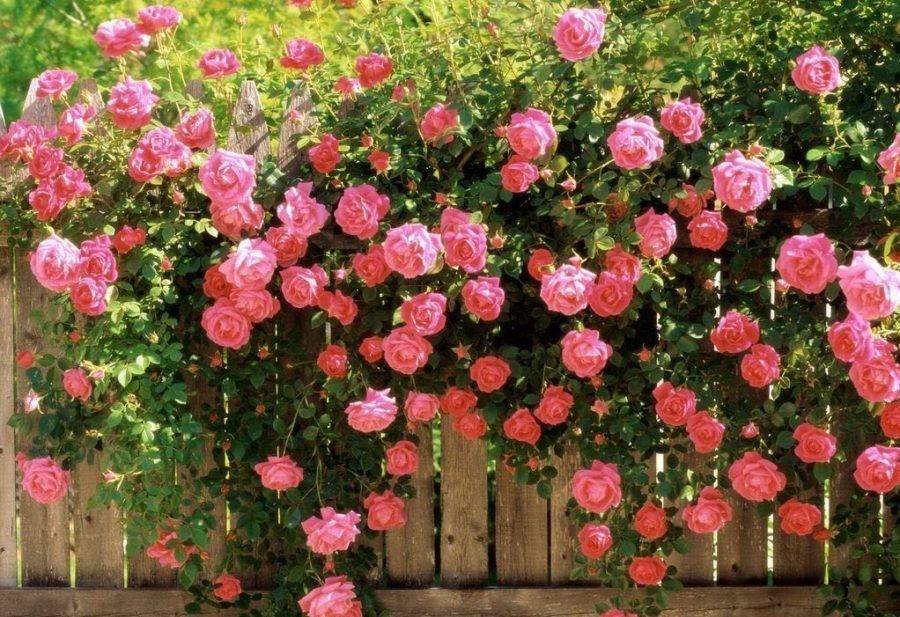 Dùng đá Pumice trồng hoa hồng xinh yêu cho khu vườn