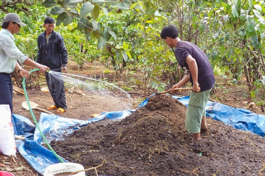 Hé lộ bí kíp xử lý phân bò tươi bằng phương pháp ủ nguội 2