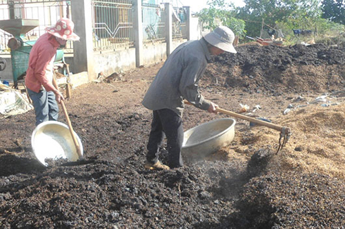 Hé lộ bí kíp xử lý phân bò tươi bằng phương pháp ủ nguội 3