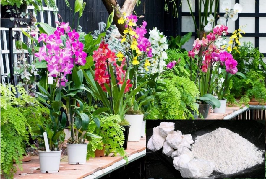 Hướng dẫn bón vôi bột cho đất và cây trồng đúng chuẩn