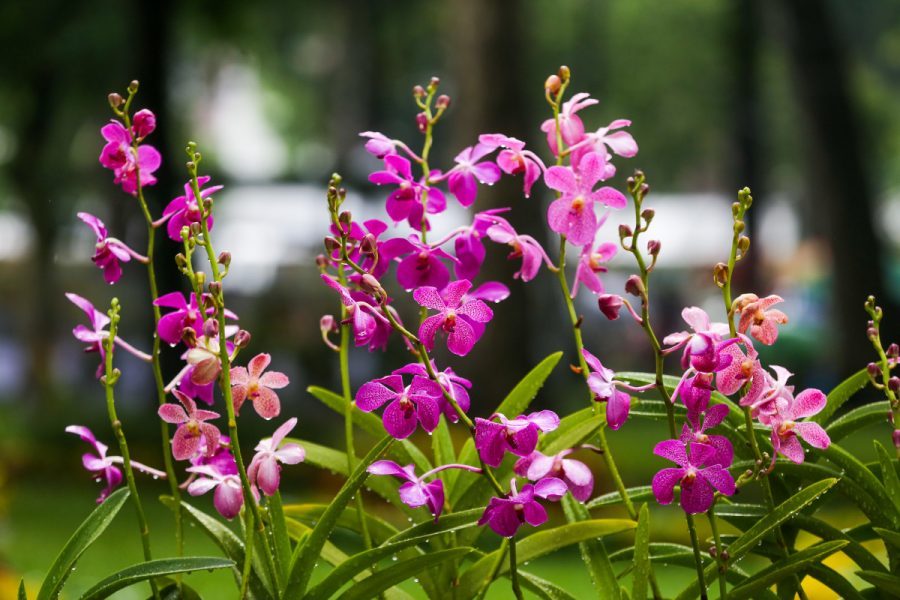 Hướng dẫn sử dụng đá Pumice trồng lan 2