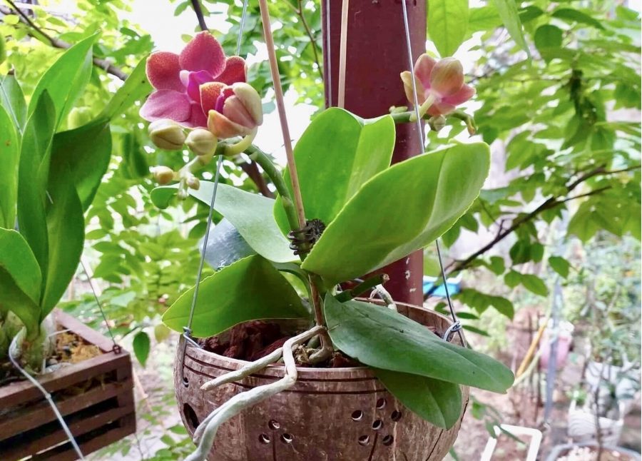 Hướng dẫn sử dụng đá Pumice trồng lan