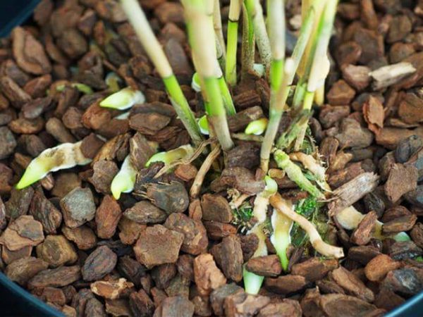 Những lý do cho thấy bạn nên chọn vỏ thông trồng lan 1