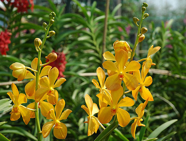 Những lý do cho thấy bạn nên chọn vỏ thông trồng lan 3