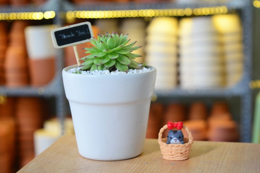 Phối đá Perlite trồng sen đá xinh yêu cho mọi tín đồ